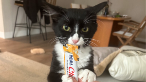 Lost Pet: Raven Baxter