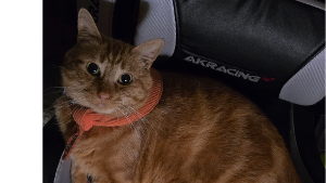 Lost Pet: Shoyo Cutie Pie Garlejo