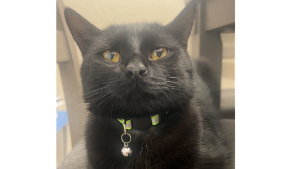 Lost Pet: Khal Drogo