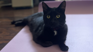 Lost Pet: Salem