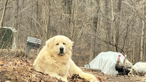 Lost Pet: Ricky bobby