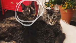 Lost Pet: Mao Daisy Wong