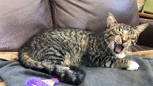 Lost Pet: Rachel Carson