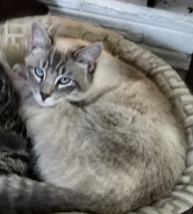 Lost Pet: Carlo Pence