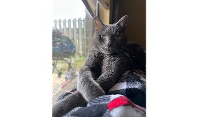 Lost Pet: Artie Jenkins