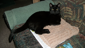 Lost Pet: MONTY (Montana)