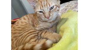 Lost Pet: Jelly Bean