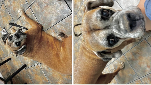 Lost Pet: PonGoe Smith