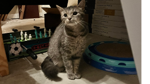 Lost Pet: Lily