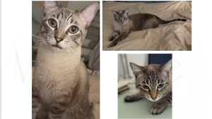 Lost Pet: Juanjuan (April)