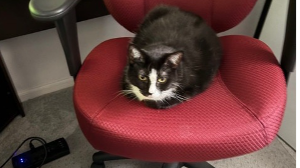 Lost Pet: Cosmic Rodeo