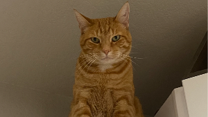 Lost Pet: Fergus Koski