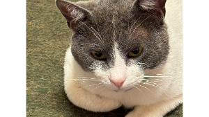 Lost Pet: DWIGHT D EISENHOWER