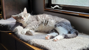 Lost Pet: Cha Cha Charles