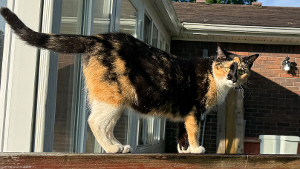 Lost Pet: Little Ace