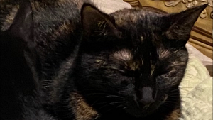 Lost Pet: Jelly Donut