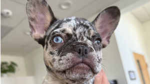 Lost Pet: Boo / Lily