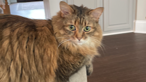 Lost Pet: Fuzzy Bear