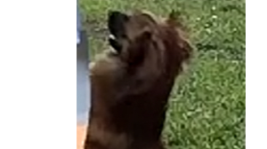 Lost Pet: Baby Seaberry