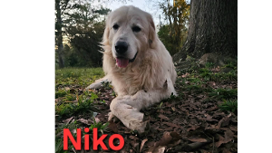 Lost Pet: Niko