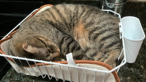 Lost Pet: Teddy ( formerly Eduardo)