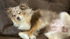 Lost Pet: Cooper ryals