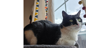 Lost Pet: Leia Organa Seaborn