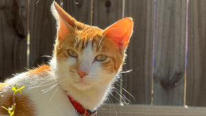 Lost Pet: Oliver (Ollie)