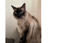 Lost Pet: Riker Miller