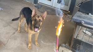 Lost Pet: Scar Mendoza