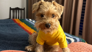 Lost Pet: Valentina Garcia