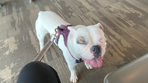 Lost Pet: Killua Zoldyck