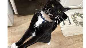 Lost Pet: Party Crasher