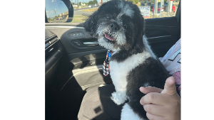 Lost Pet: Oreo