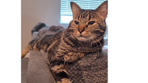 Lost Pet: Hashbrowns James