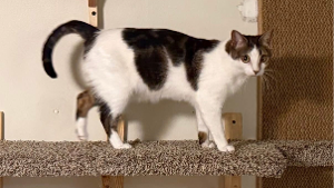 Lost Pet: Ellie Yardley