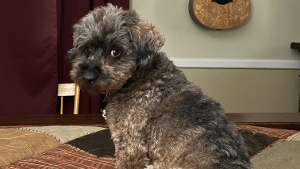 Lost Pet: Nellie Bly