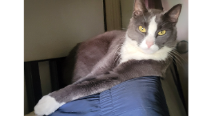 Lost Pet: Captain Hooker