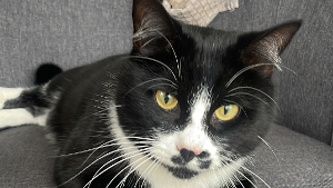 Lost Pet: Charlie Mustachio Little