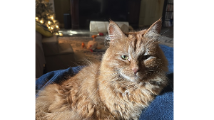 Lost Pet: Beetlejuice