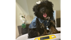 Lost Pet: Coco Chanel