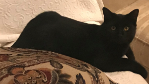 Lost Pet: Black Beauty