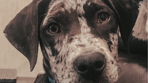 Lost Pet: Johnny Cash