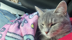 Lost Pet: Pumpken 2673T