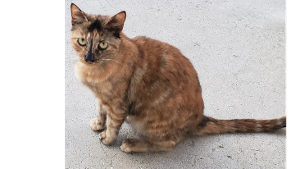 Lost Pet: Nala Gutierrez