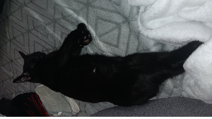 Lost Pet: Midnight Rhysand Parton