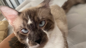 Lost Pet: Isyss Matthews