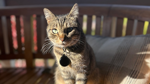 Lost Pet: Jack Musket