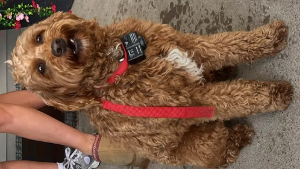 Lost Pet: Cotton Hoggard