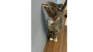 Lost Pet: Ricky Bobby